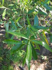 Nuxia oppositifolia