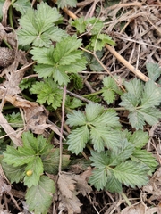 Potentilla intermedia