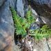 Asplenium appendiculatum - Photo (c) Tony Wills, osa oikeuksista pidätetään (CC BY-SA), lähettänyt Tony Wills