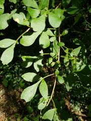 Searsia transvaalensis