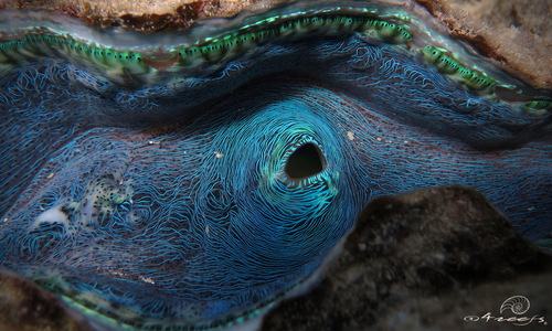 Photo of Smooth Clam (Tridacna derasa)