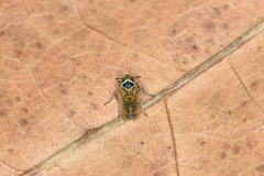 Javesella pellucida