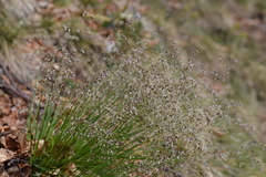 Anthoxanthum australe