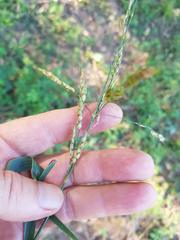 Sorghum arundinaceum