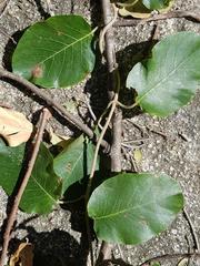 Tacazzea apiculata