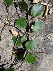 Tacazzea apiculata