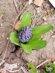 Hyacinthus