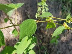 Triumfetta pentandra pentandra