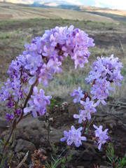 Buddleja salviifolia