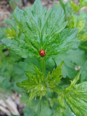 Coccinella septempunctata
