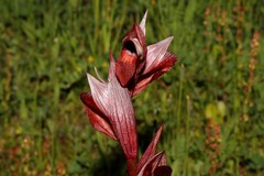 Serapias orientalis orientalis