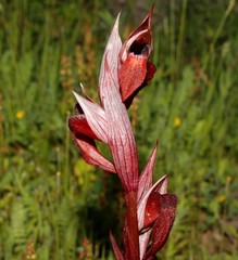 Serapias orientalis orientalis