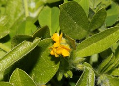 Anthyllis circinnata