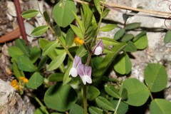 Vicia cuspidata