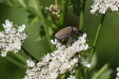 Mycterus curculioides