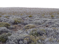 Seriphium passerinoides