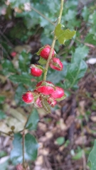 Plagiotrochus quercusilicis