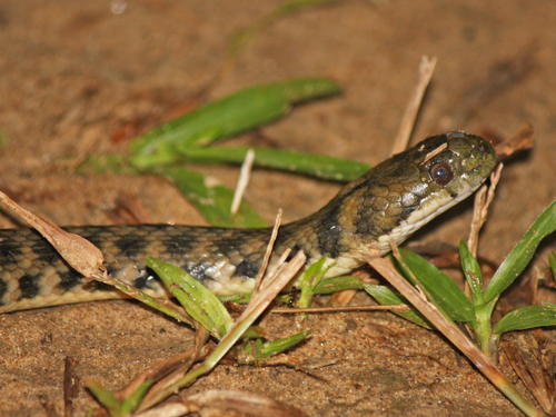 Photo of a Daniel's Keelback (Helicops danieli)
