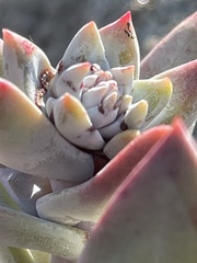 Dudleya farinosa
