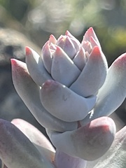 Dudleya farinosa