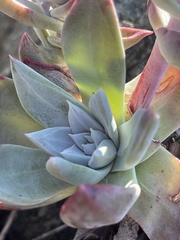 Dudleya farinosa