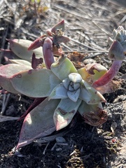 Dudleya farinosa