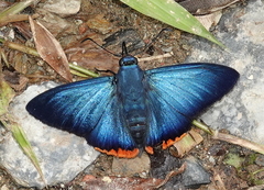 Chalypyge zereda