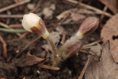 Hepatica nobilis asiatica