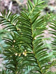 Taxus canadensis