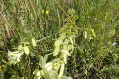 Biscutella auriculata