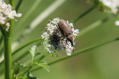 Mycterus curculioides