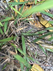 Dichanthelium patulum