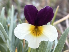 Viola hallii