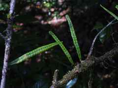 Microgramma lycopodioides