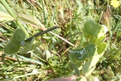 Biscutella auriculata