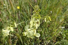 Biscutella auriculata