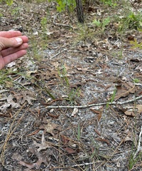 Dichanthelium malacon