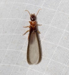 Kalotermitidae
