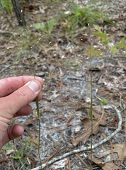 Dichanthelium malacon