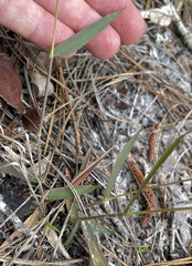 Dichanthelium malacon