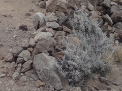 Seriphium passerinoides