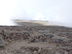 Seriphium passerinoides