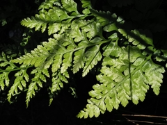Asplenium adiantum-nigrum