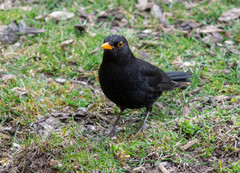 Turdus merula