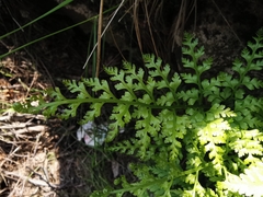Asplenium adiantum-nigrum