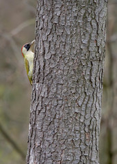 Picus viridis