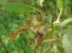 Andricus quercusramuli