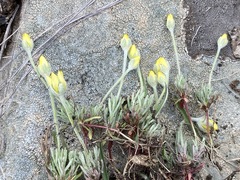 Ceratocephala testiculata