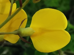 Cytisophyllum sessilifolium