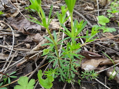Galium concinnum